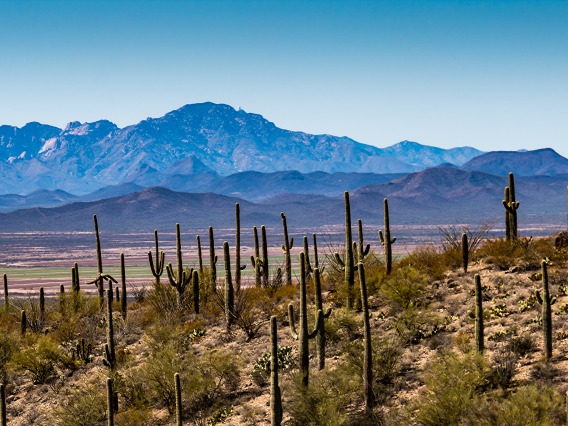 Tucson Desert Landscape 