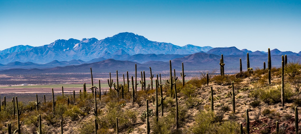 Tucson Desert Landscape 